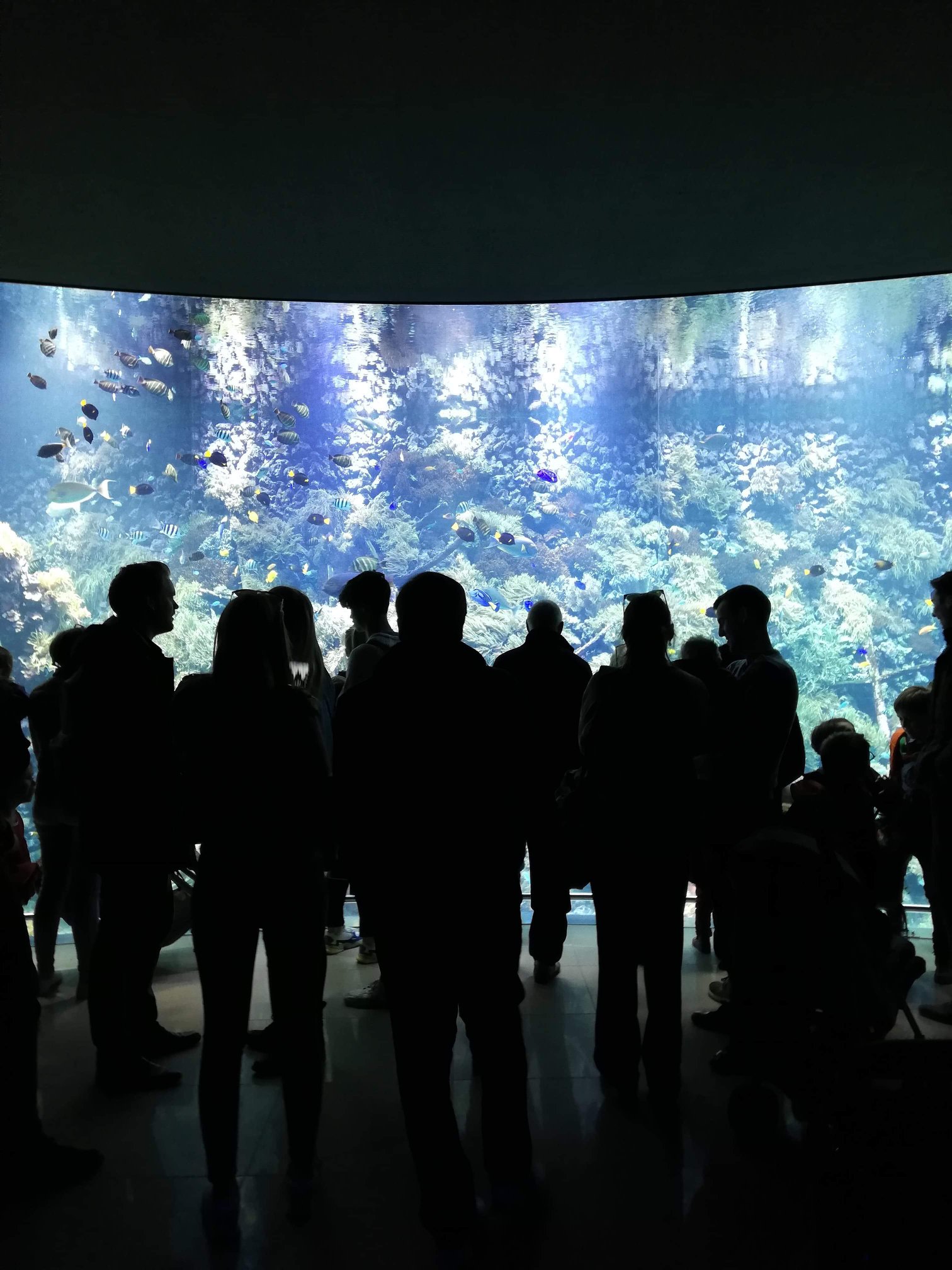 Sint-Martinus den XIIde - Zoo Antwerpen Kapoenen